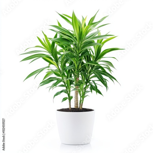 Dracaena palm plant in pot isolated on white background