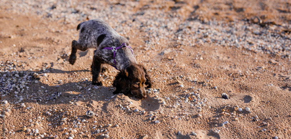 Russian brown spaniel puppy running and playing on the sandy beach. Summer nature Russian brown spaniel puppy running and playing on the sandy beach. Summer nature