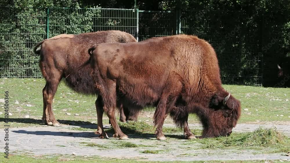 The American bison or simply bison, also commonly known as the American buffalo or simply buffalo, is a North American species of bison that once roamed North America in vast herds. The American bison or simply bison, also commonly known as the American buffalo or simply buffalo, is a North American species of bison that once roamed North America in vast herds.