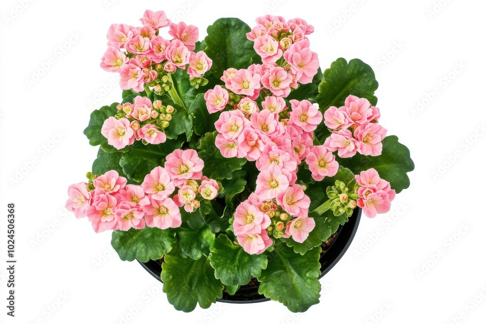 Pink Kalanchoe plant in pot isolated on white background Pink Kalanchoe plant in pot isolated on white background