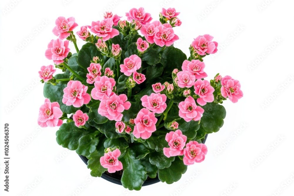 Pink Kalanchoe plant in pot isolated on white background Pink Kalanchoe plant in pot isolated on white background