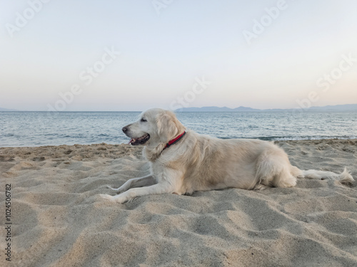 golden retriever dog entering the sea sunbathing lying on the hot sand under the sun on the beach. pet ownership, pet friend