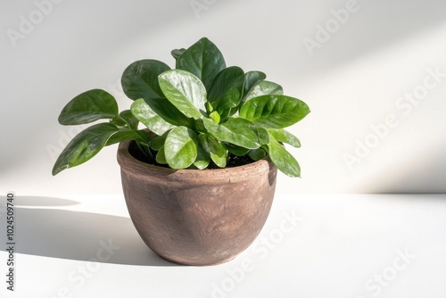 Stephania erecta plant, Stephania erecta Craib, in a dark brown clay pot with shadow on white background