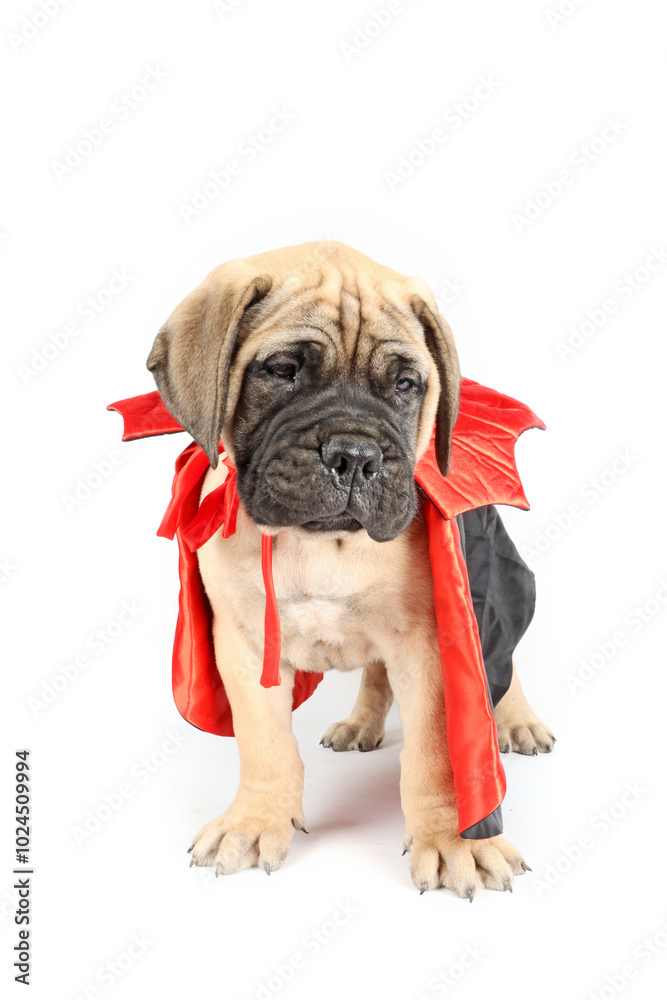 Fototapeta premium bullmastiff puppy with black cape isolated on white background. halloween costume for dog 