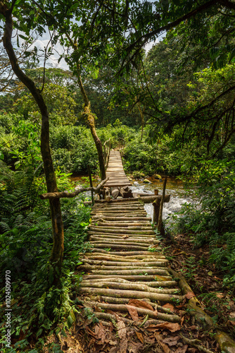 Fototapeta Naklejka Na Ścianę i Meble -  Gorilla Trek in Uganda. Bwindi Impenetrable Forest.
