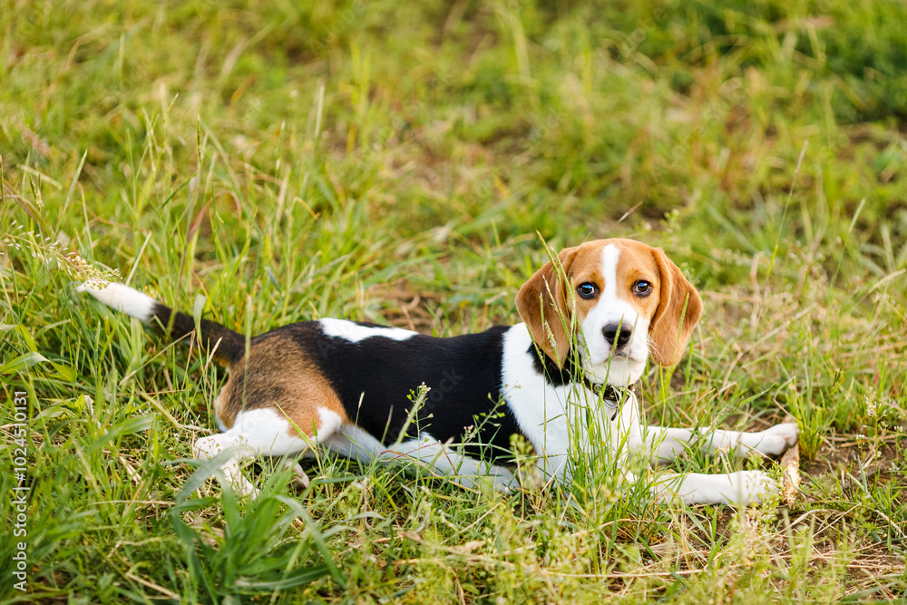 Young beagle lying in green grass in a field and lit by the setting sun Young beagle lying in green grass in a field and lit by the setting sun