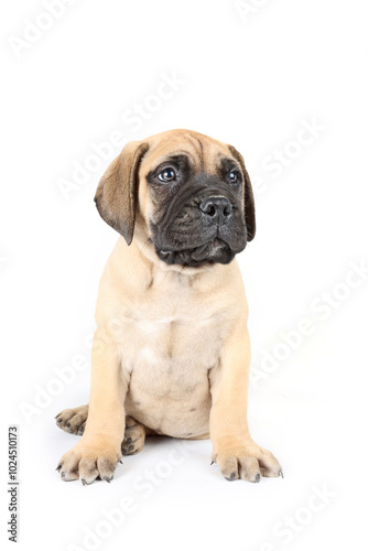 bullmastiff puppy sitting in studio