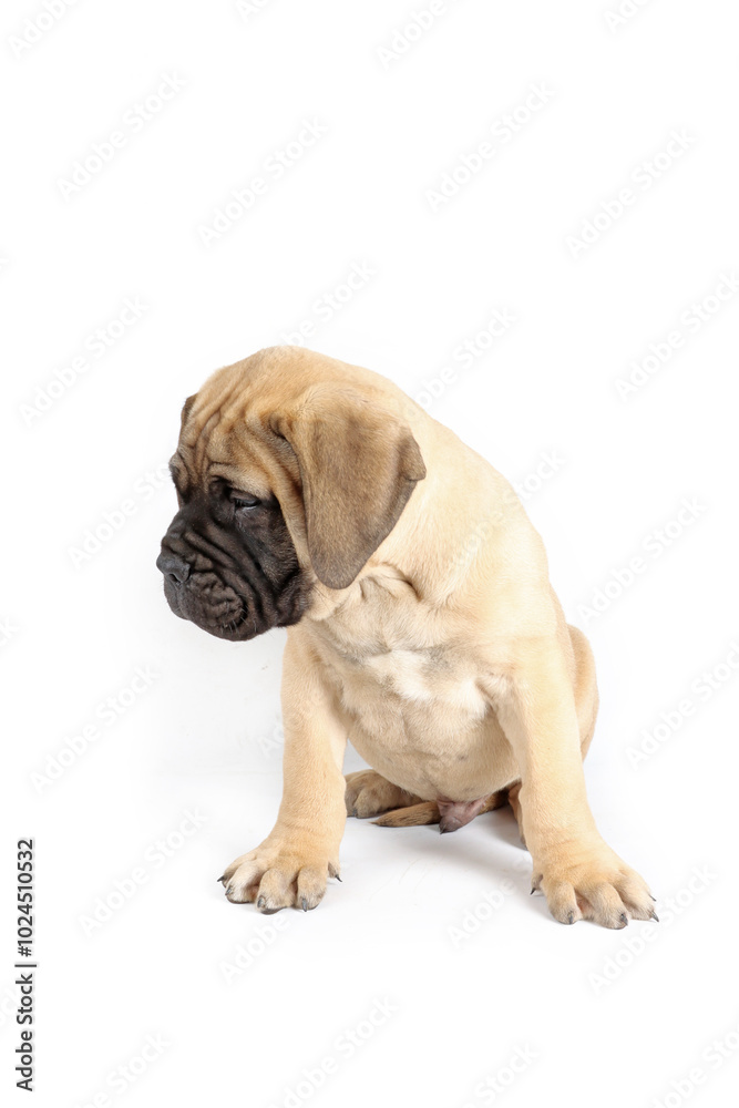 bullmastiff puppy sitting in studio bullmastiff puppy sitting in studio