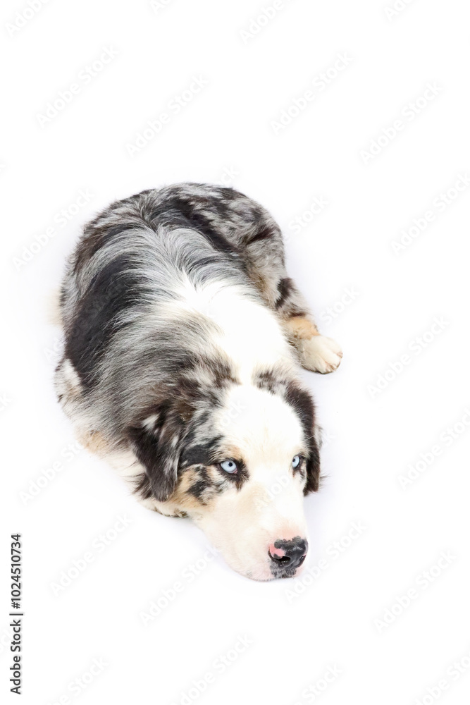 australian shepherd merle isolated on white australian shepherd merle isolated on white