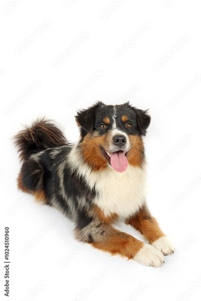 Fototapeta premium lying miniature American shepherd isolated on white background
