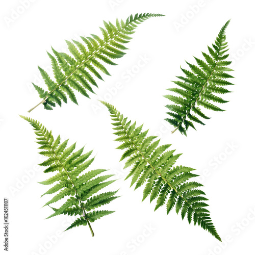 Wallpaper Mural Green fern leaves isolated on black background Torontodigital.ca