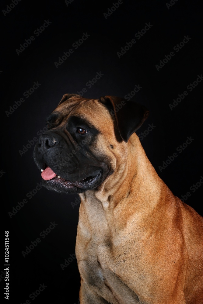 adult bullmastiff face. portrait of guard dog on black background adult bullmastiff face. portrait of guard dog on black background