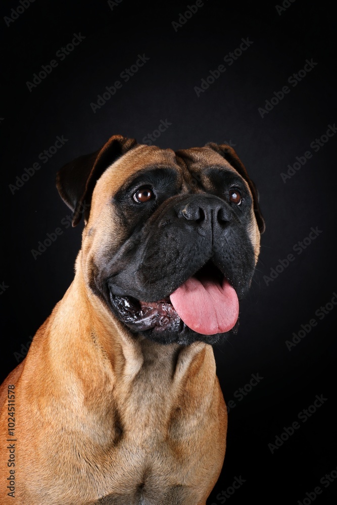 adult bullmastiff face. portrait of guard dog on black background 