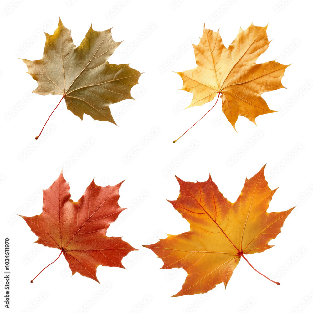 Fototapeta premium Four autumn maple leaves in different colors isolated on black background.