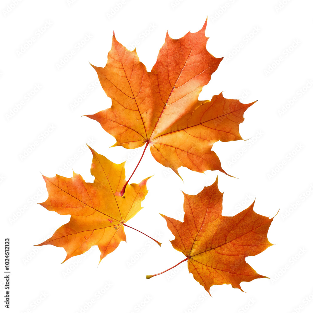 Three vibrant autumn leaves in shades of orange and yellow on a transparent background Three vibrant autumn leaves in shades of orange and yellow on a transparent background