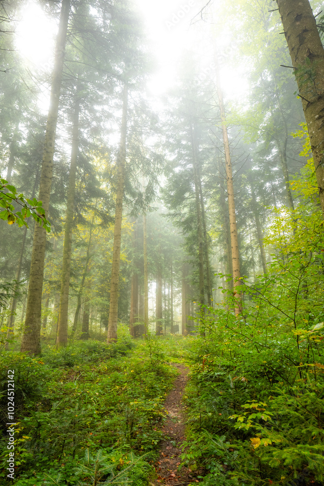 Obraz premium Autumn morning fog in a forest in Europe. Moody, bright forest scene, no people