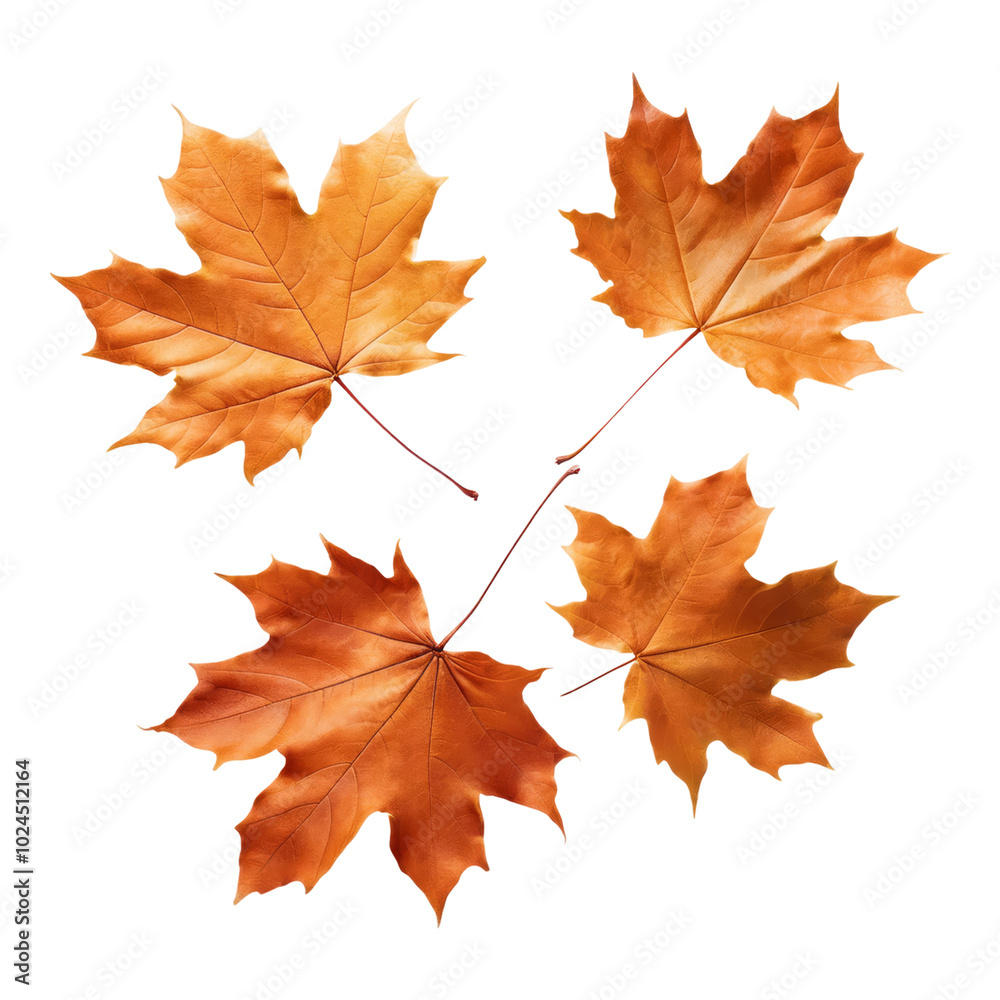 Fototapeta premium Autumn maple leaves isolated on black background
