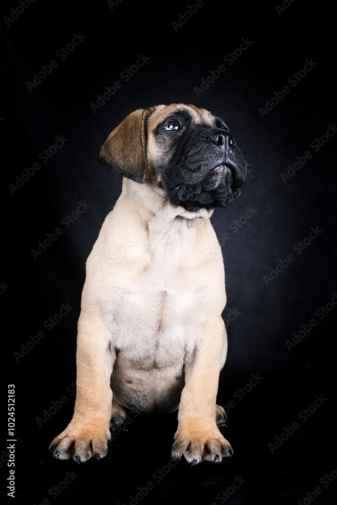 Obraz premium sitting puppy bullmastiff on black background 