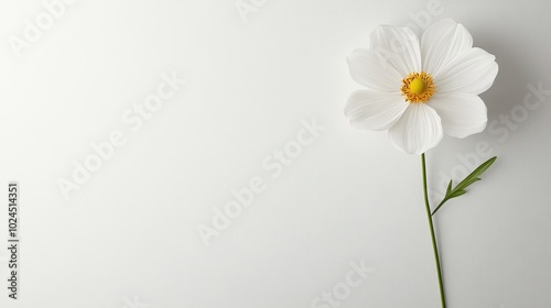 Wallpaper Mural Delicate Beauty of a Single White Cosmos Flower Torontodigital.ca