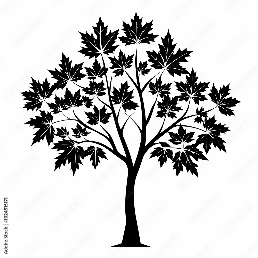 Obraz premium maple-tree-silhouette