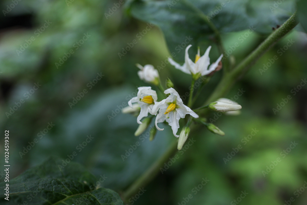 Obraz premium flowers in the forest