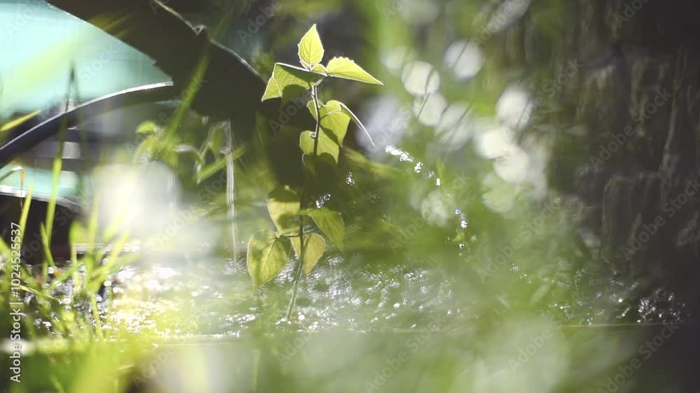 Hombre barbudo joven regando jardín con manguera al atardecer