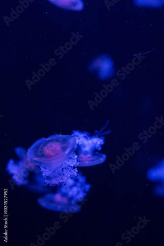 Colorful jellyfish swimming gracefully in dark water during an aquarium visit