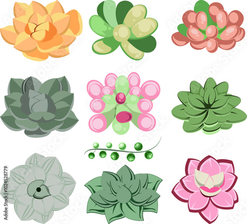 Colorful Succulent Plants Collection Illustration