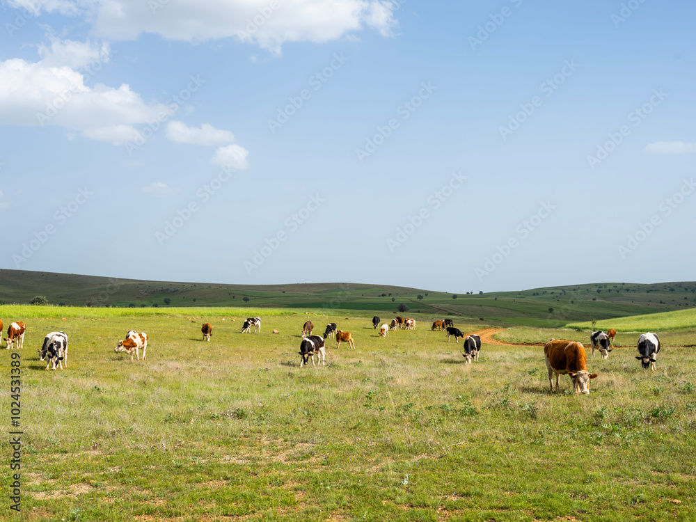 Fototapeta premium Group of cows, beautiful red black white and brown Simmental and Holstein group of cows. Livestock image of many cattle grazing on a summer pasture. Landscape nature photo of animal farming.