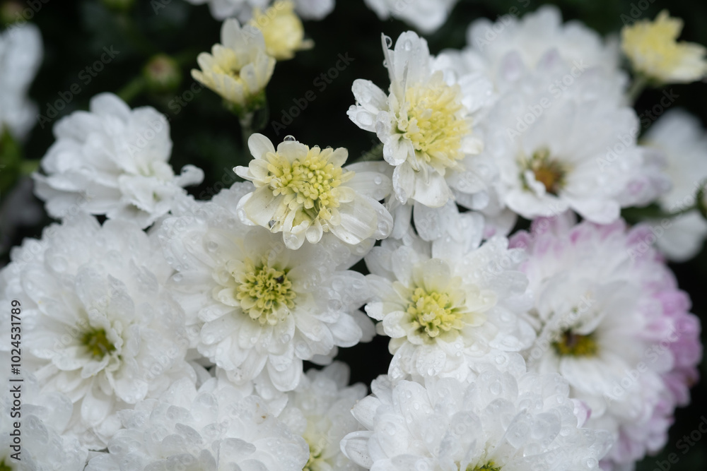 Delicate white flowers bloom abundantly in a lush garden setting after a refreshing rainstorm Delicate white flowers bloom abundantly in a lush garden setting after a refreshing rainstorm