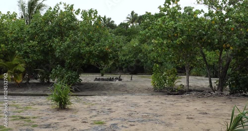 Landscape around Taputapuatea marae, Raiatea, Society Islands, French Polynesia. photo