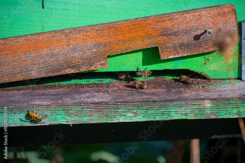 A close-up photo of a beehive entrance, with bees coming and going. The hive is made of weathered painted wood.