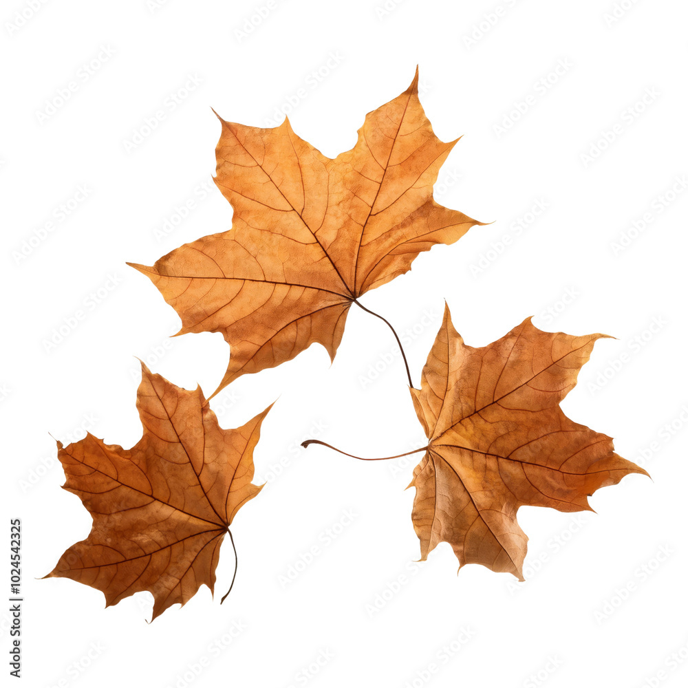 Autumn Leaves, Three Orange Maple Leaves on transparent Background Autumn Leaves, Three Orange Maple Leaves on transparent Background