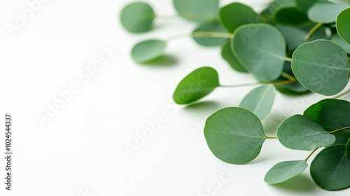 leaf, plant, nature, clover, isolated, leaves, spring, white, tree, shamrock, branch, fresh, closeup, patrick, foliage, summer, garden, herb, green, luck, botany, flora, freshness, flower, macro, grow