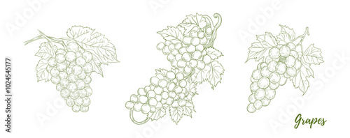 Set of vector vine grape branches with grapes and leaves line art illustration, graphic line. Grapes hanging branch. Hand-drawn line grapes. Great for any designs, textile, art, walls, package