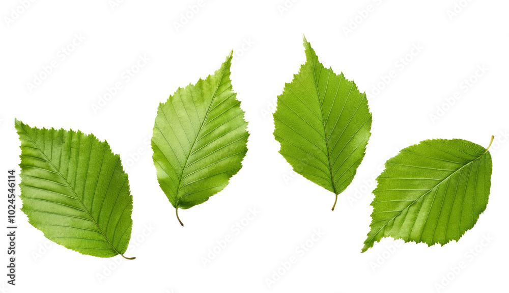 Four Green Leaves Isolated on transparent Background Four Green Leaves Isolated on transparent Background