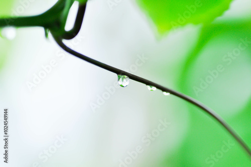 passion fruit plant, Passiflora edulis or Passionfruit or Maracuja or stem of plant and rain drop photo