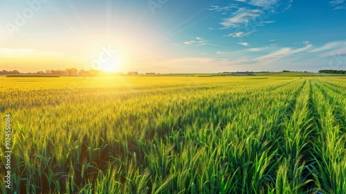 A serene sunset paints vivid hues on a vast wheat field under a clear blue sky, creating an idyllic and tranquil scene with a visible horizon.