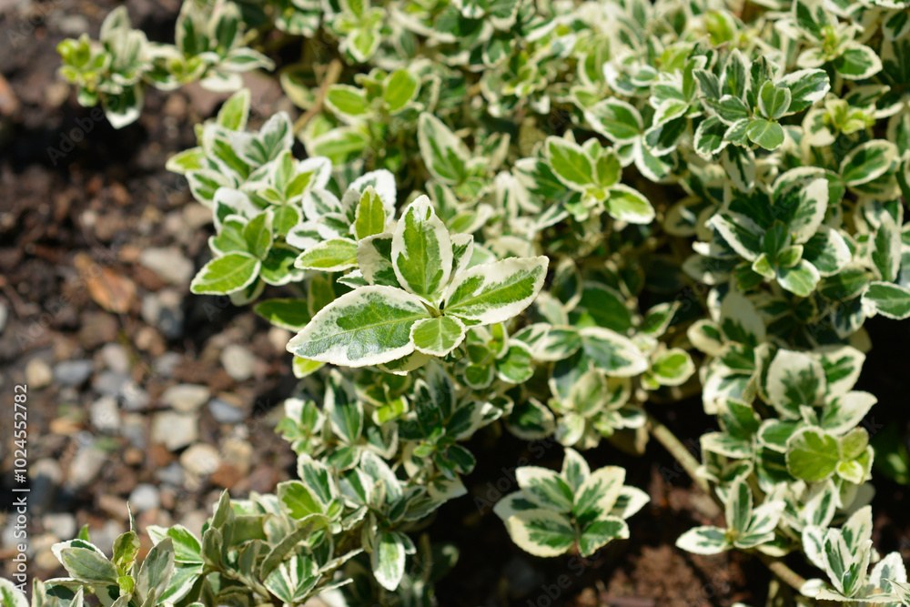 Variegated Wintercreeper leaves Variegated Wintercreeper leaves