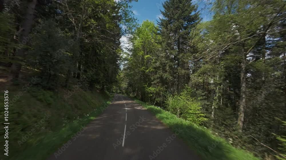 Driving through forest road POV Point of View Driving through forest road POV Point of View