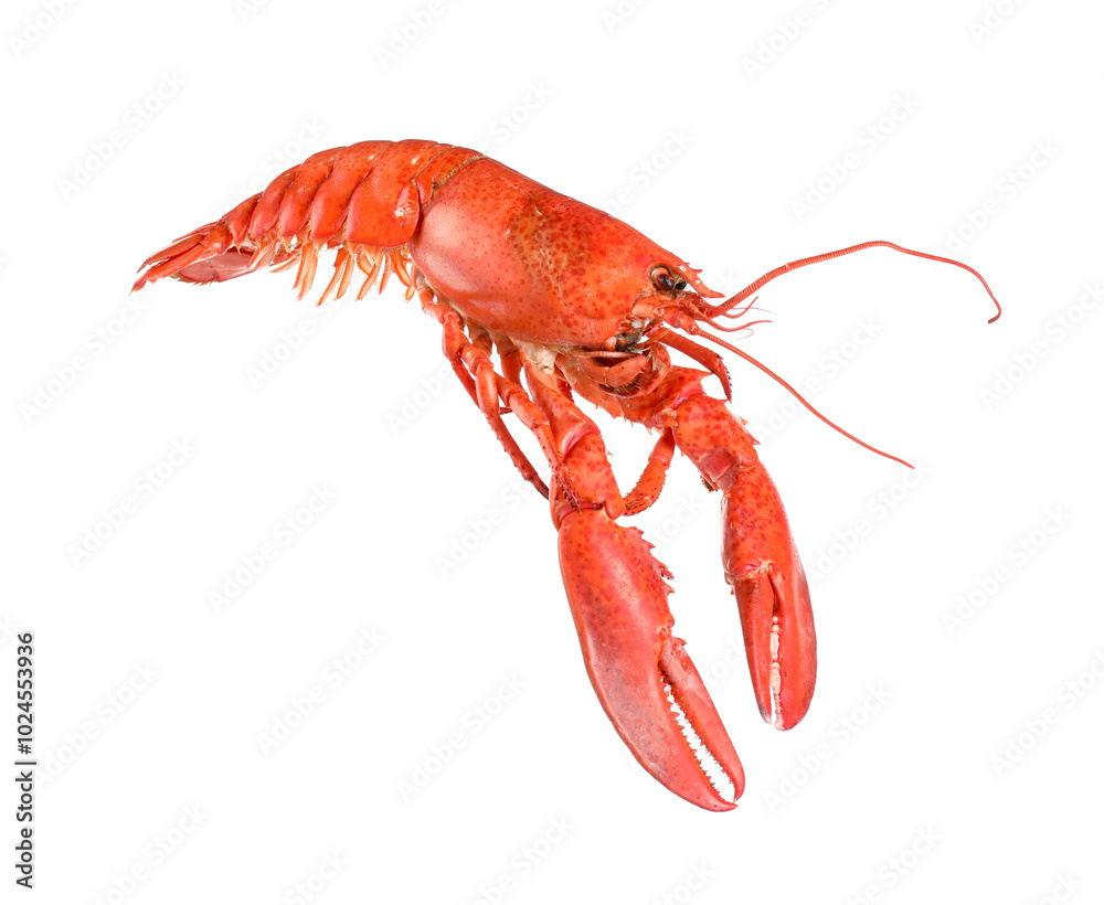 One red lobster isolated on white. Sea food One red lobster isolated on white. Sea food