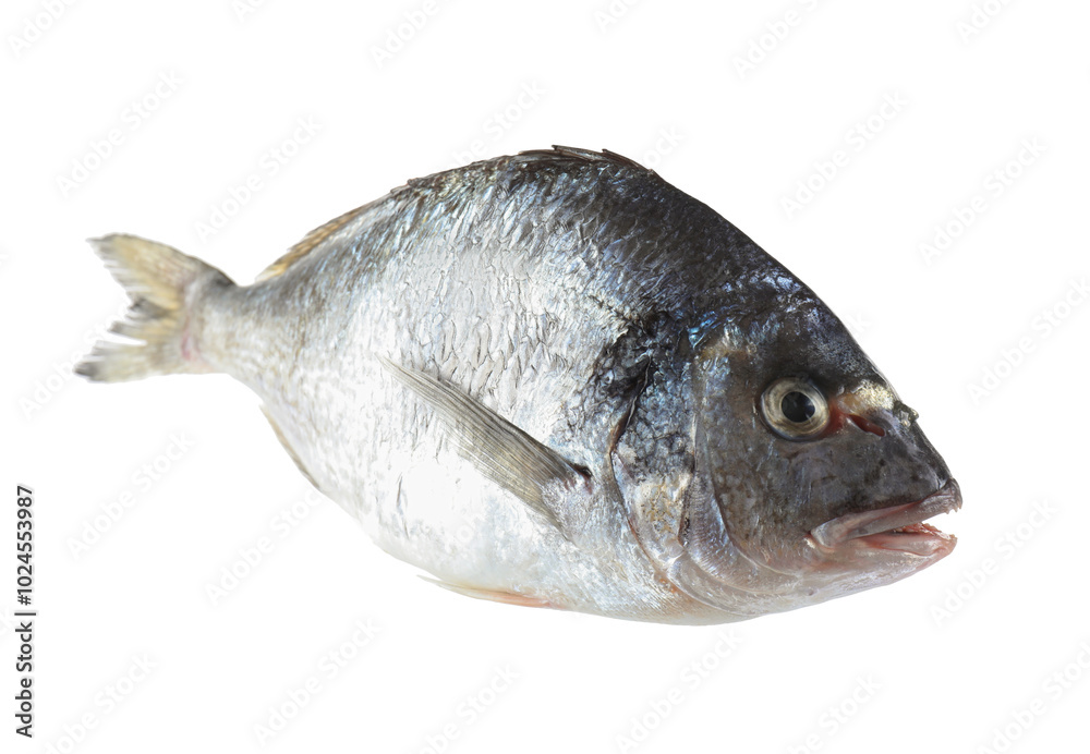 One raw gilthead fish isolated on white. Sea food One raw gilthead fish isolated on white. Sea food