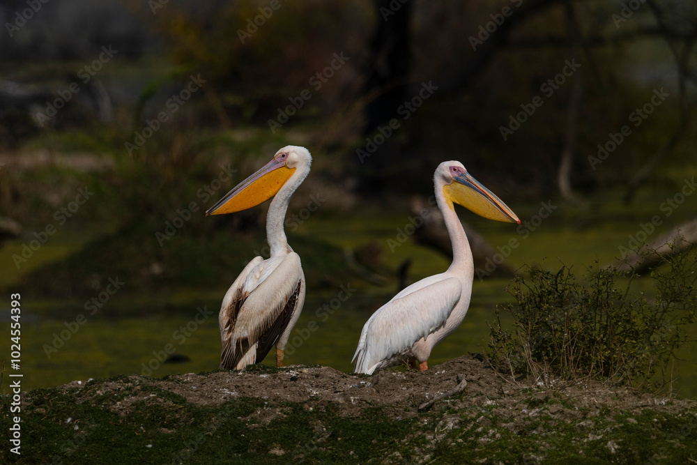 A pair of great white pelican sitting on a mound A pair of great white pelican sitting on a mound