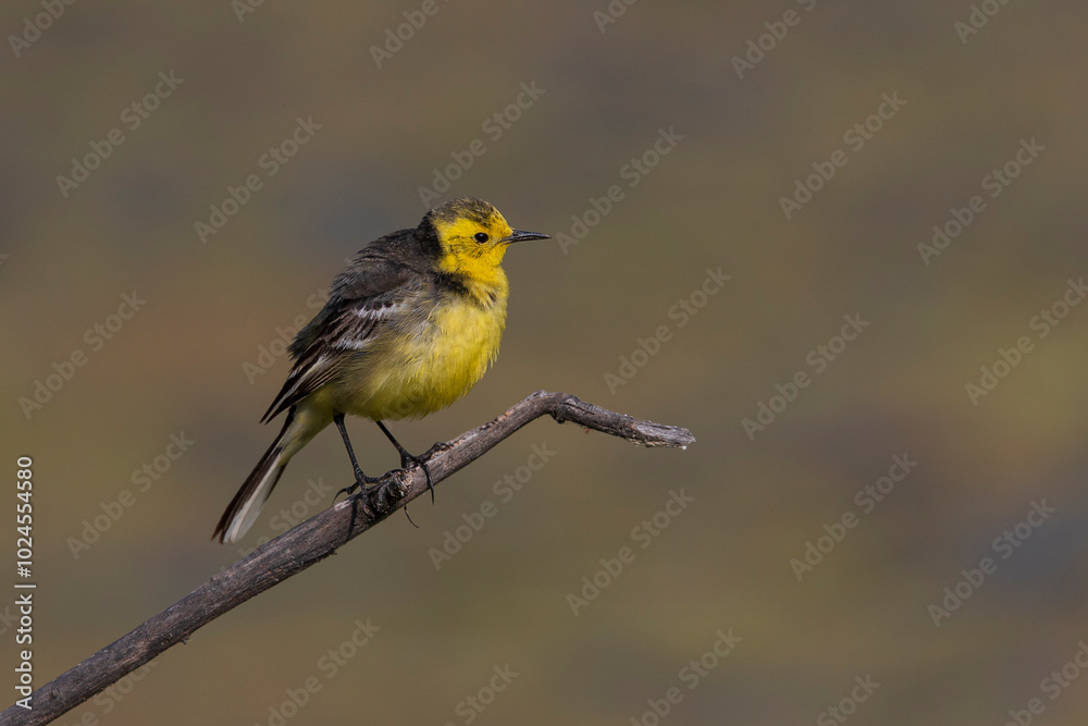 portrait of bar citrine wagtail from bharatpur portrait of bar citrine wagtail from bharatpur