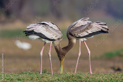 Juvenile painted storks foraging the ground