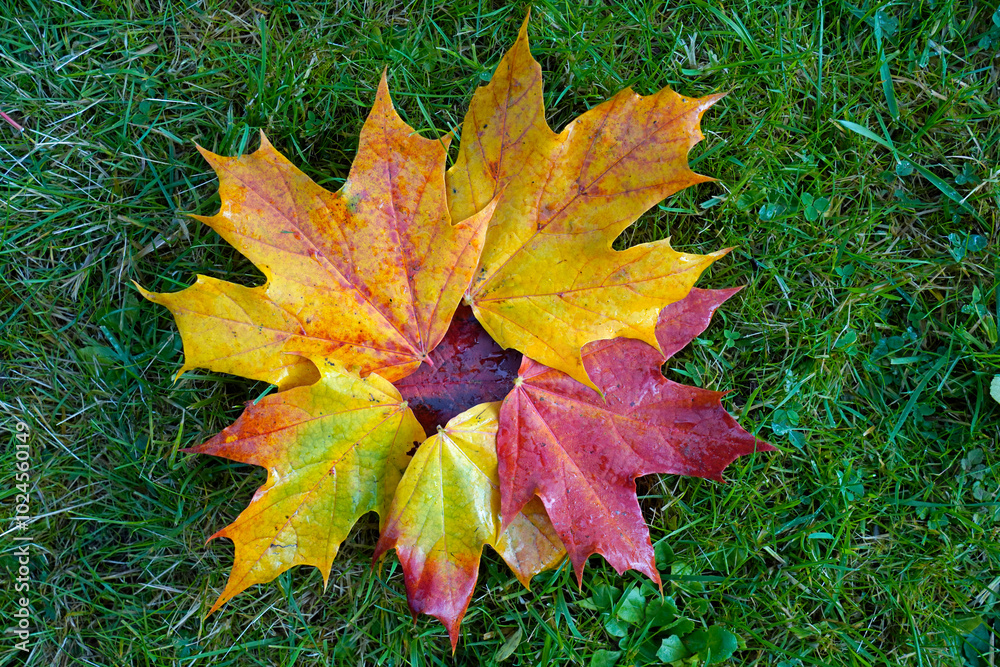 Herbstlaub Herbstlaub