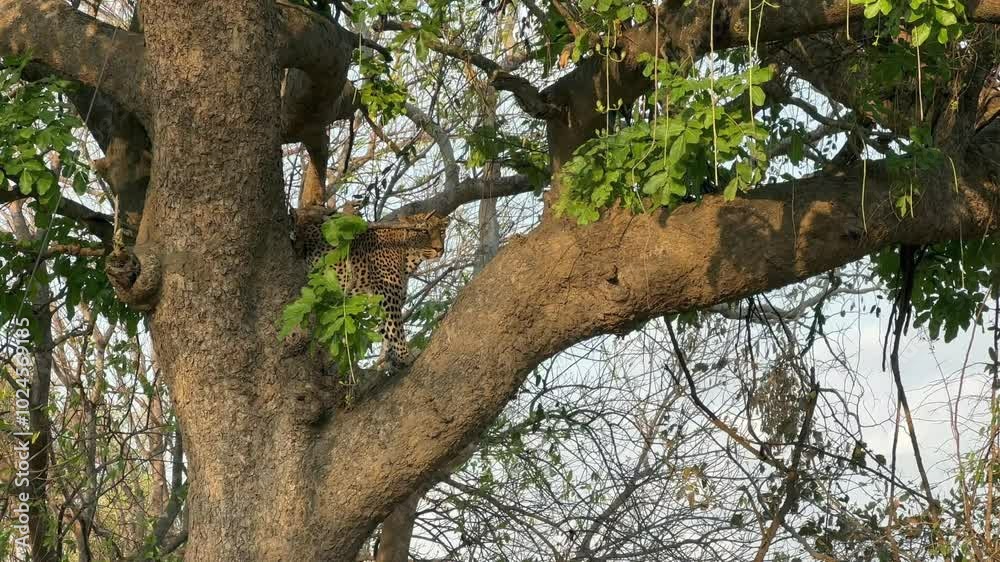 Leopard in a tree looking for potential prey in South Luangwa National Park. Zambia. Leopard in a tree looking for potential prey in South Luangwa National Park. Zambia.