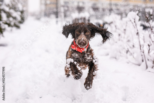Russian spaniel dog walking outside in winter, playing with me, coming into snowdrifts. The benefits of active walks for hunting dogs