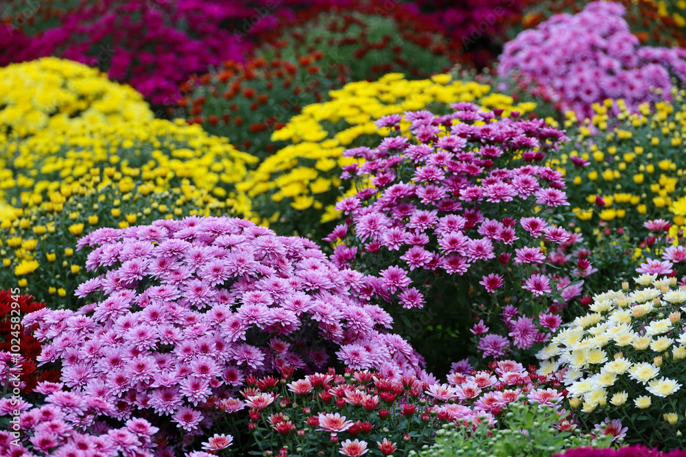 Chrysanthemums of different colors, bushes of autumn flowers. Landscape design, floral background Chrysanthemums of different colors, bushes of autumn flowers. Landscape design, floral background