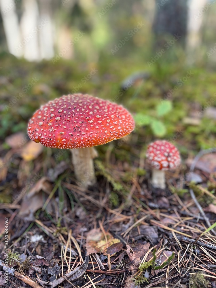 Red mushroom Red mushroom